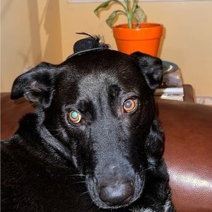 Meet your Posher, Buddy